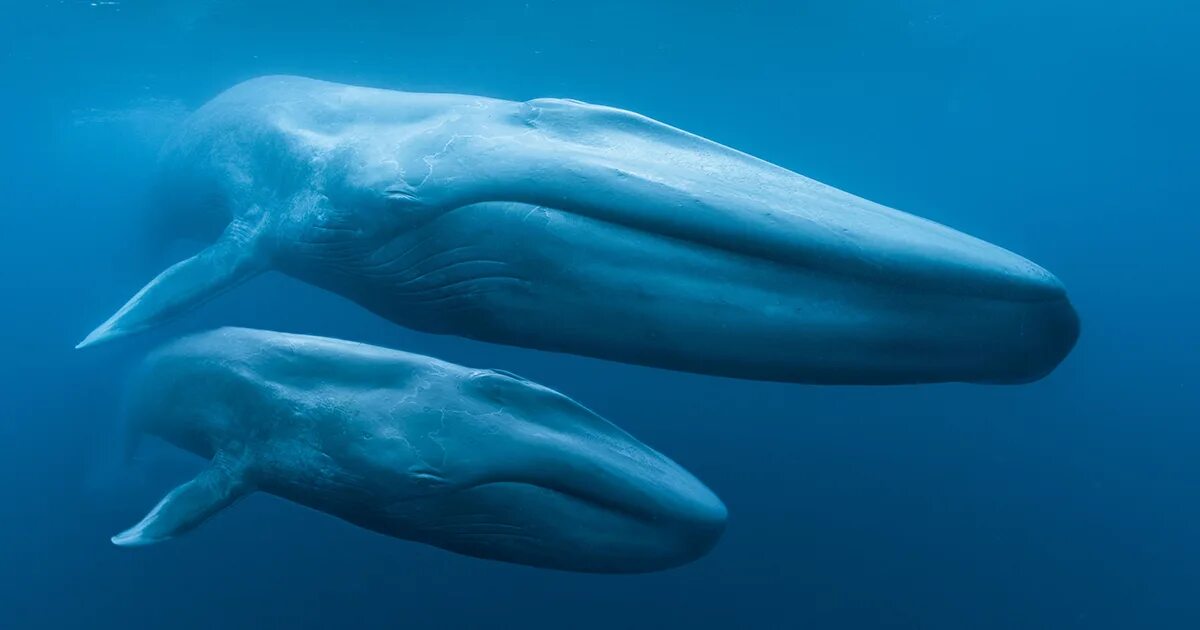 Whale song could reveal true impact of slaughter Blue whale, Whale species, Whal