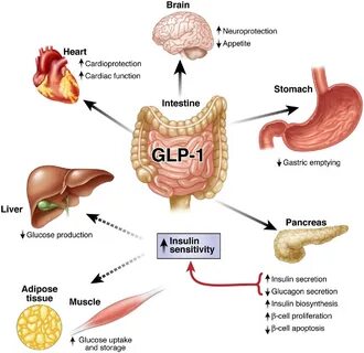 Пептида glp 1