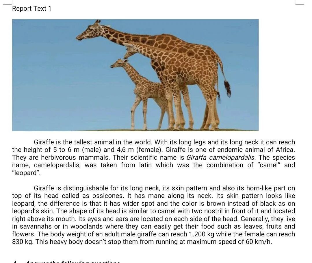 Giraffes are the tallest living animals ответы. Прогулка с жирафом. Королевский жираф. Giraffes are the tallest living animals ответы. Tallest animal.