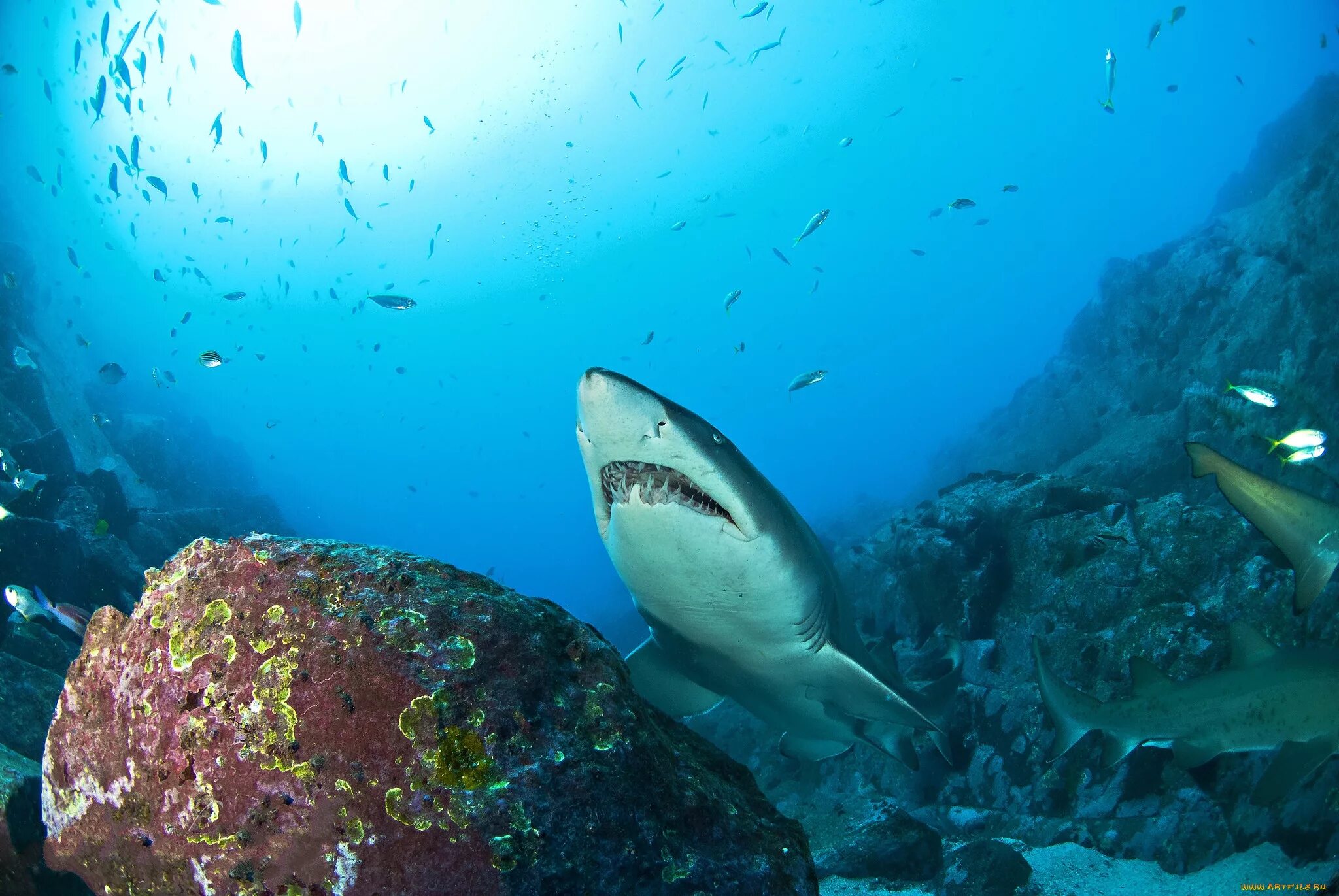 Ocean shark. Рифовая акула Австралия. Акула людоед индийского океана. Белая акула в Атлантическом океане. Черноперая акула.