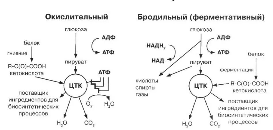 Энергетический обмен бактерий схема. Схема метаболизма бактерий. Метаболизм микроорганизмов схема. Окислительный метаболизм бактерий.