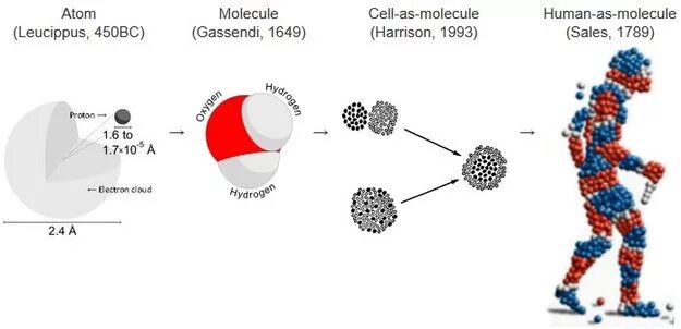 Клетка молекула атом. Человек молекула. Человек состоит из атомов. Человек из атомов.