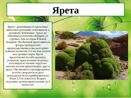 Растения растущие в северной америке