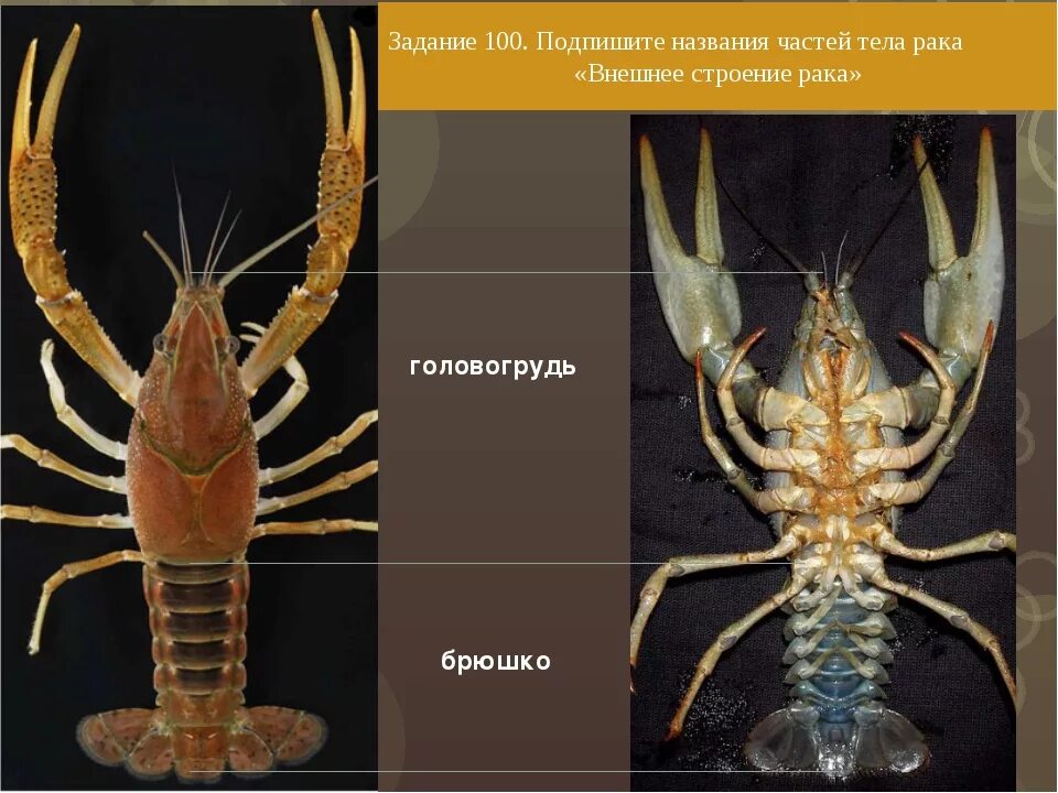 Тело рака разделено. Части тела ракообразных. Скелет ракообразных. Брюшко у ракообразных. Наружный скелет ракообразных.