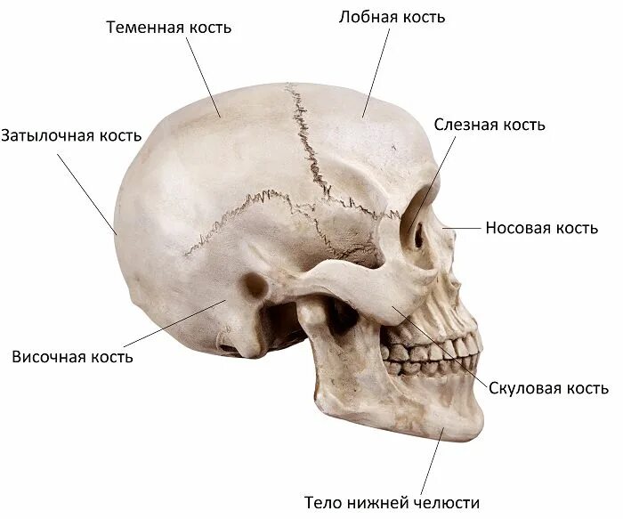 Череп задняя часть