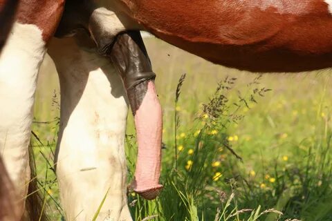 Pic of a horse penis 💖 Horse/ - Horse Thread : No Mlp pls Post the best stuff - 