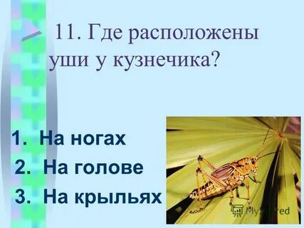 Где у кузнечика ухо