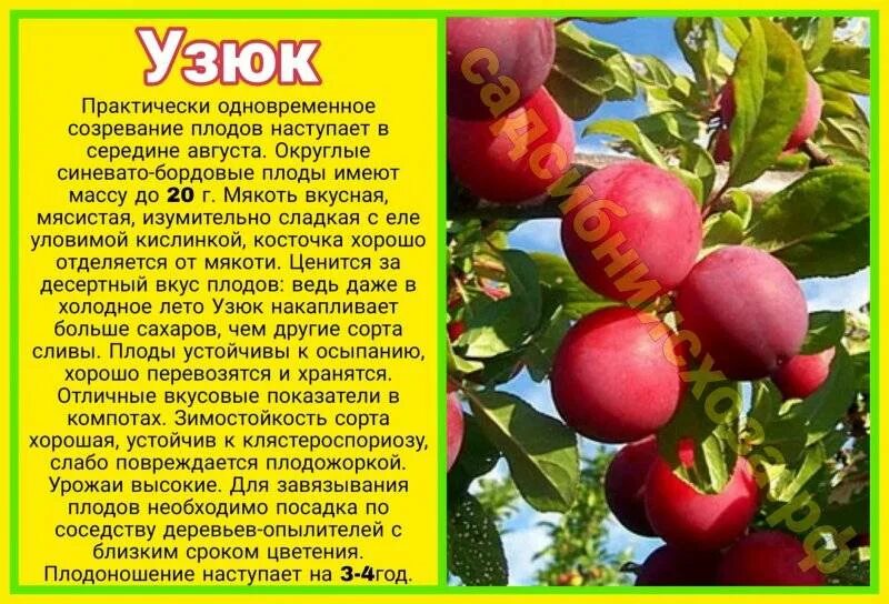 Алыча уссурийская. Уссурийская слива маньчжурская красавица. Слива маньчжурская красавица. Уссурийская слива маньчжурская красавица. Слива самоопыляемая маньчжурская.