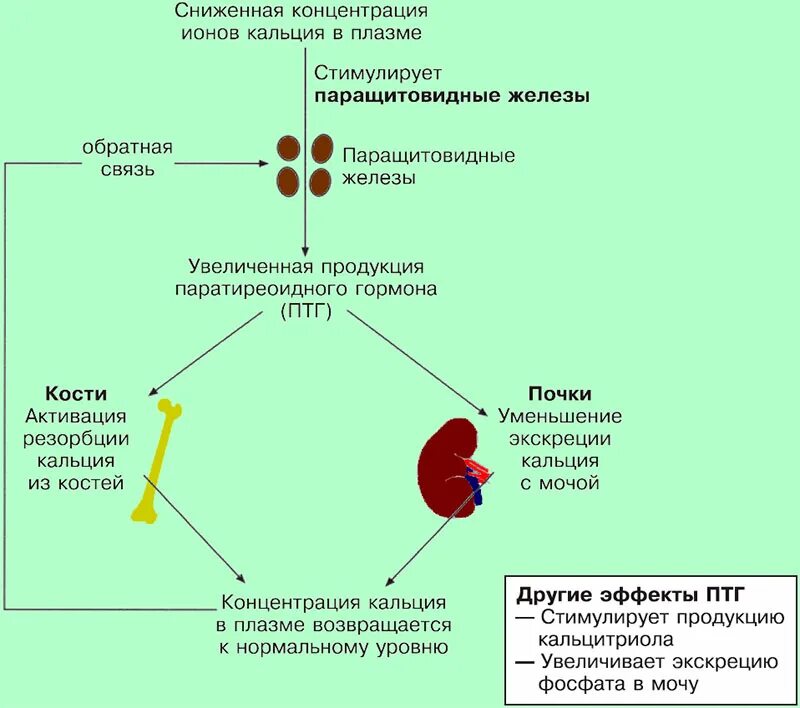 Паратгормон механизм передачи сигнала. Механизм действия паратгормона схема. Паратгормон механизм действия. Действие паратгормона. Паратиреоидный гормон механизм действия.