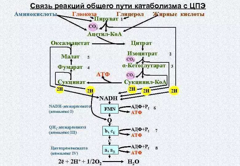 Преобразование энергии атф в энергию глюкозы. Схема катаболизма углеводов биохимия. ОПК биохимия общий путь катаболизма. Катаболизм пировиноградной кислоты. Общий путь катаболизма биохимия и ЦПЭ.