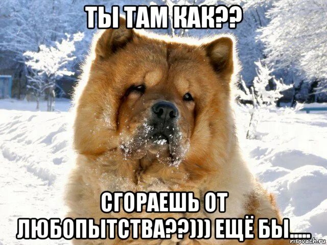 Как ты там уставший настоящий. Мемы про любопытство. привет как ты там. сгораю от любопытства. привет уставший.