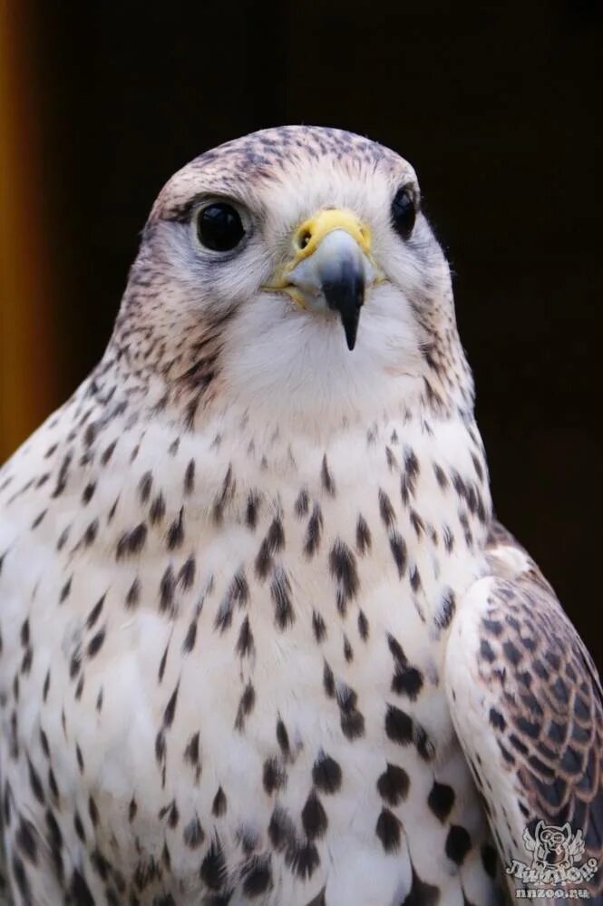 Сокол сапсан. Пустельга обыкновенная (falco tinnunculus). Лунь канюк тетеревятник. Пустельга кречет сапсан. Как называется сокол.