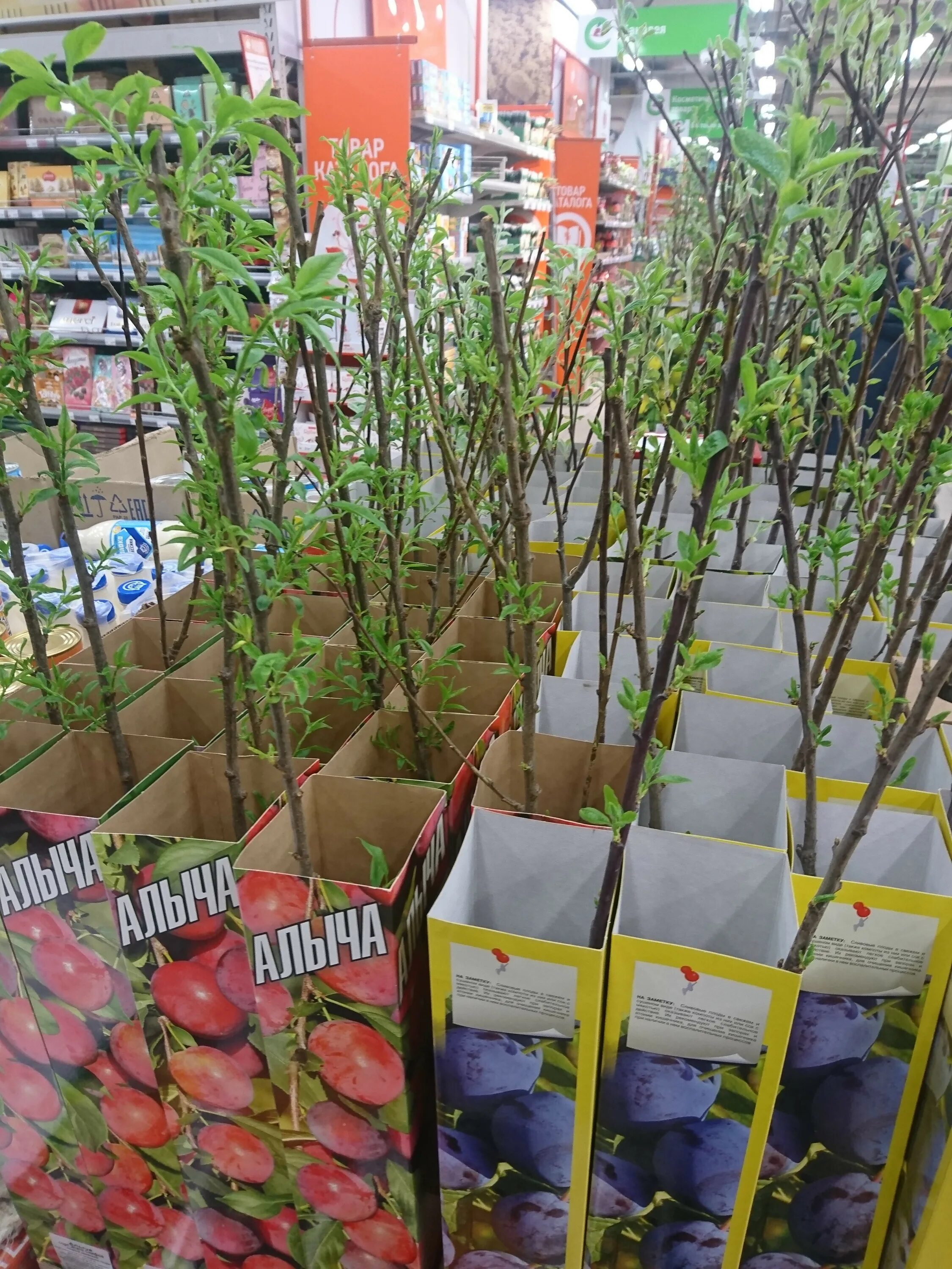 Саженцы. Саженцы плодовых деревьев питомник. Питомник растений екатерининский валдай интернет магазин. Саженцы в твери плодовых деревьев. Когда начинают продавать саженцы.