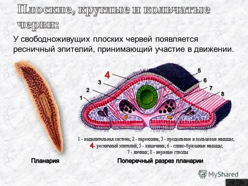 Кожно мускульная клетка передвижения. Молочная планария кожно мускульный мешок. Кожно мускульный мешок червя. Строение плоских червей планария. Поперечный срез плоских червей схема.