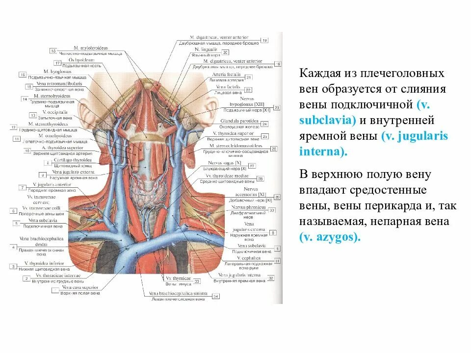 Правая подключичная вена. Внутренняя яремная Вена анатомия кт. Анатомия яремной вены кт. Внутренняя яремная Вена и подключичная Вена. Подключичная Вена топография.