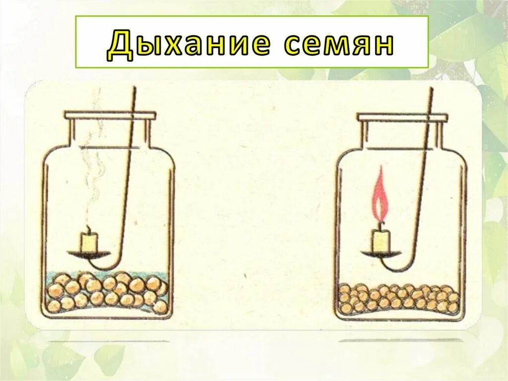 Опыт дыхание органов растений. Опыт дыхание семян растений. Дыхание прорастающих семян. Опыты по дыханию семян. Опыт семена дышат.