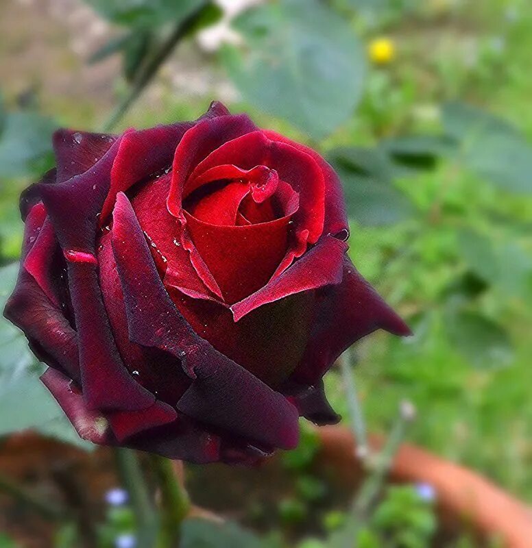 Розы сорта отзывы. Розы сорта отзывы. Сорт розы хайди клум. Розы сорта отзывы. Розы сорта отзывы.