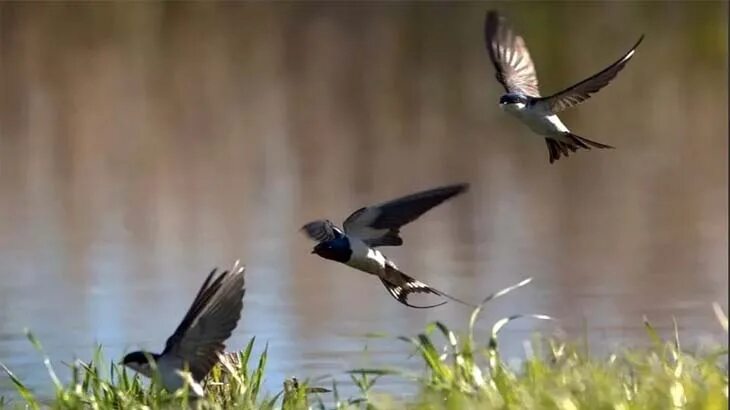 Ласточки летают. Ласточки летают низко перед дождем. Прилетели ласточки приметы. Ласточки перед дождем. Ласточка в полете.