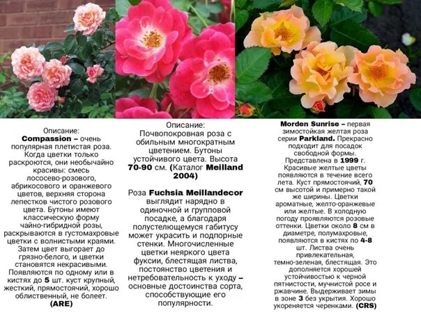 Сорт розы ксюша описание - фото