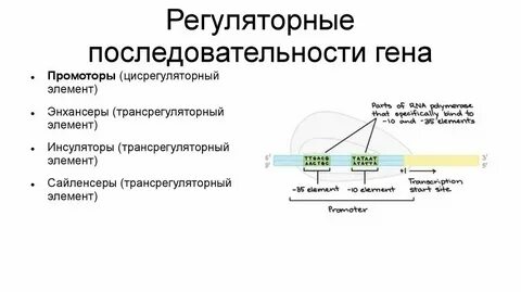 Структура гена прокариот и эукариот