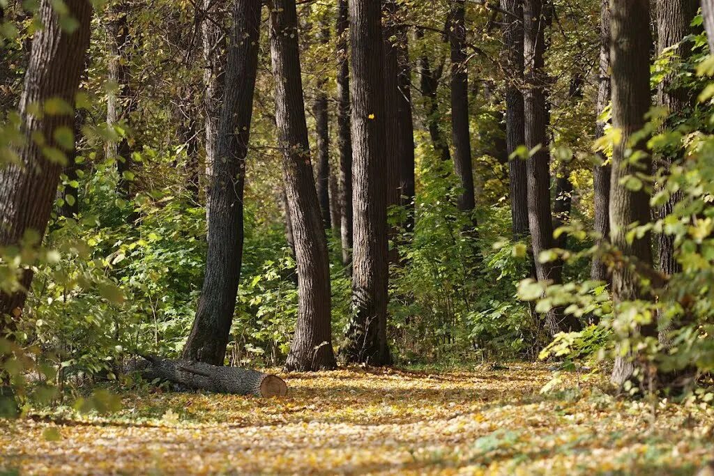 заповедник тульской области щегловская засека. тульский заповедник. тульский национальный парк тульские засеки. лесные засеки. одоевские засеки.