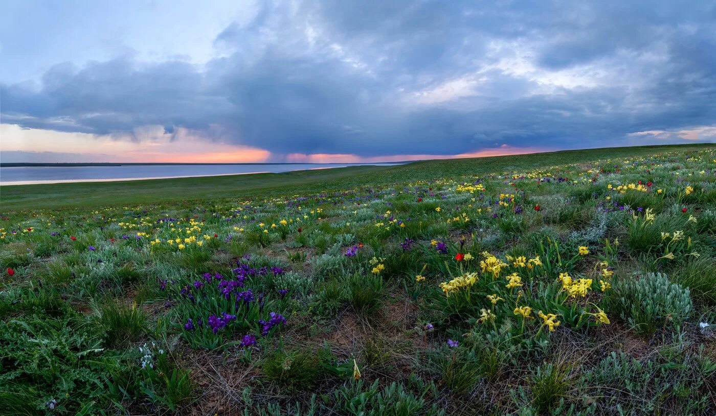 маныч-гудило тюльпаны. ростовский биосферный заповедник. озеро маныч-гудило в ростовской области. маныч-гудило тюльпаны. степные тюльпаны лазорики.