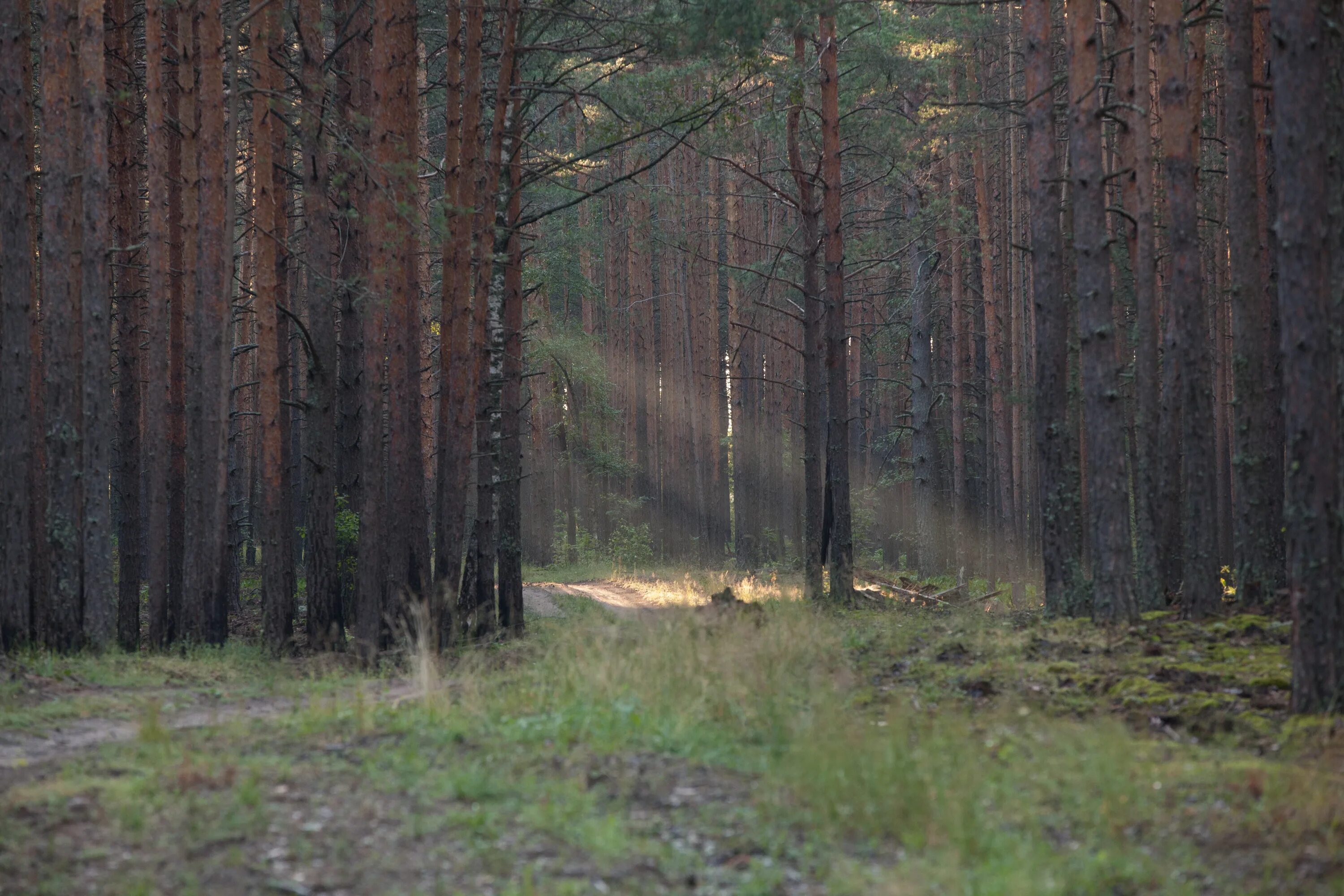 Коренной ельник Рузского лесничества. Лесная 30 лес. Пробуждение леса