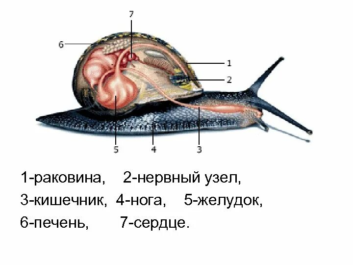 Внутреннее строение улитки ахатины. Пищеварительная система улиток ахатин. Пищеварительная система виноградной улитки. Выделительная система виноградной улитки.