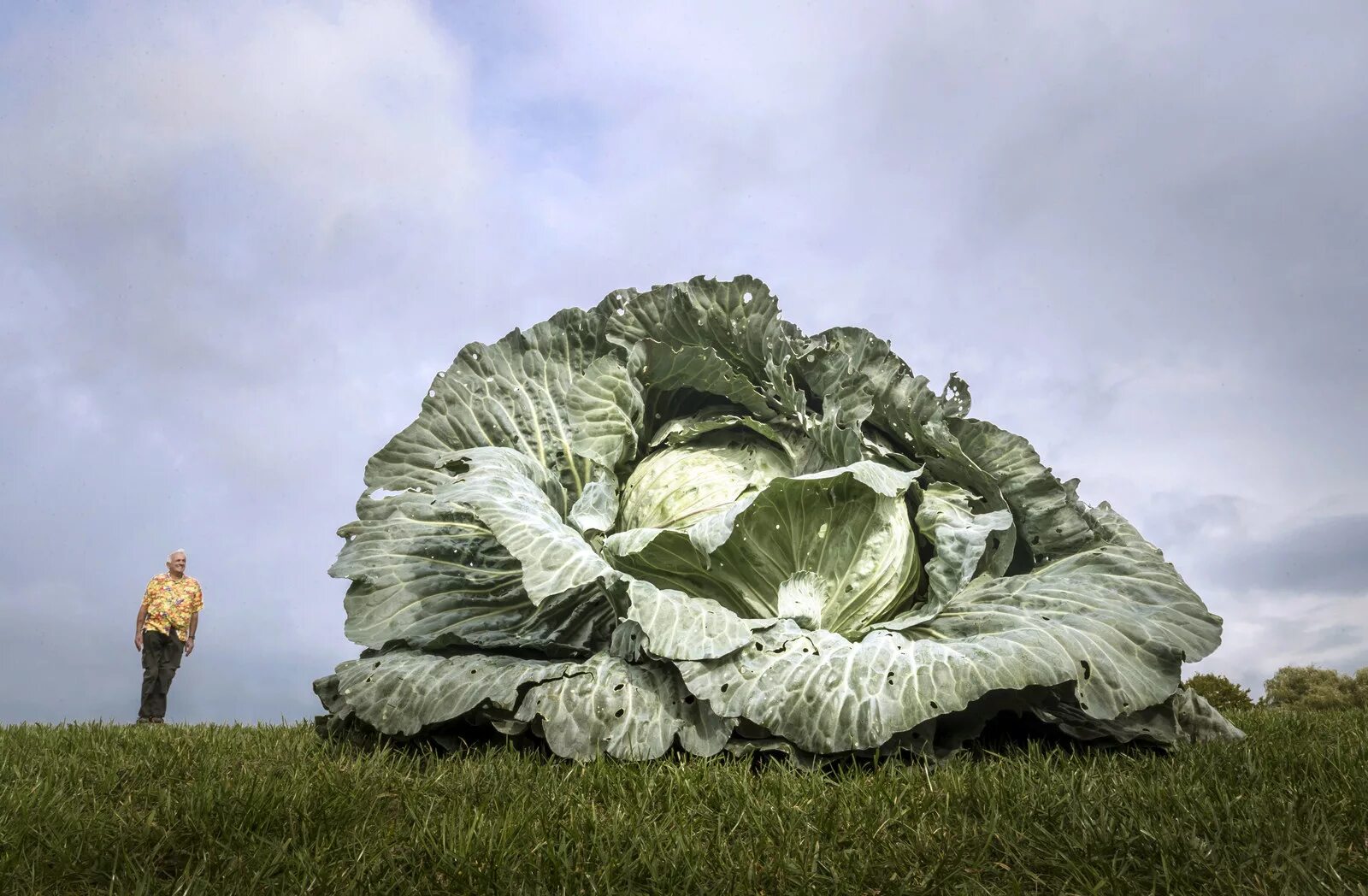 Памятник клас ольденбург. Гиганты флорентина хофмана. Огромный мешок. Перегруженная машина. Гигантская капуста.