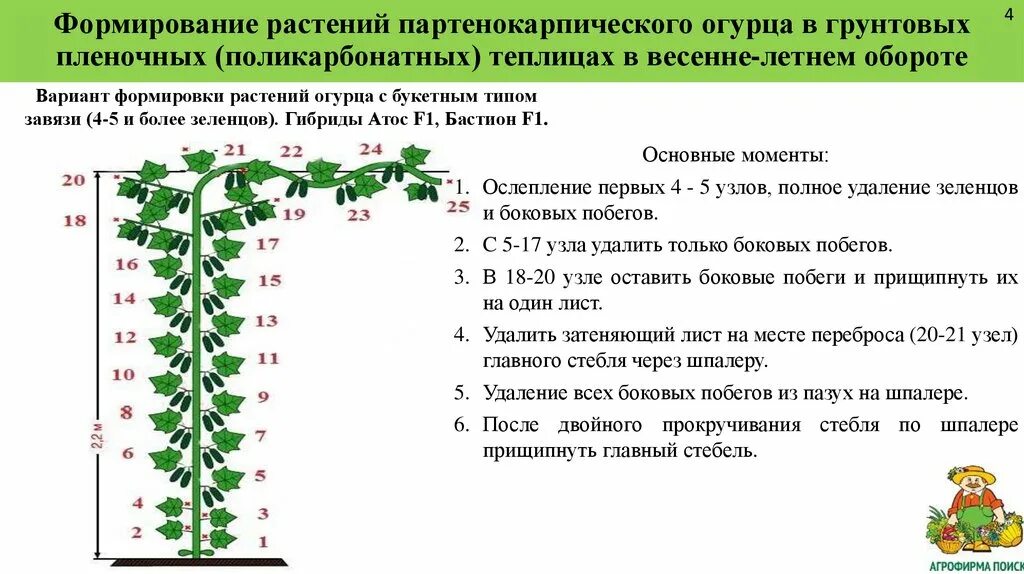 Сколько сажать огурцов