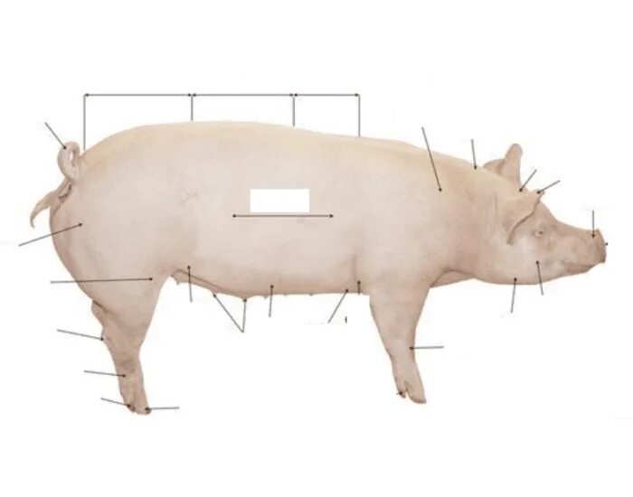Строение свиньи. Строение поросенка. Анатомия свиньи. Внешнее строение свиньи. Названия частей свиньи