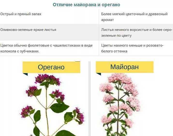 Орегано душица чабрец отличия. Тимьян чабрец душица отличия. Тимьян орегано чабрец разница. Орегано (душица).