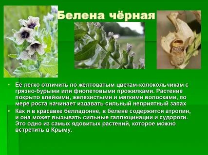 Как пишется белены