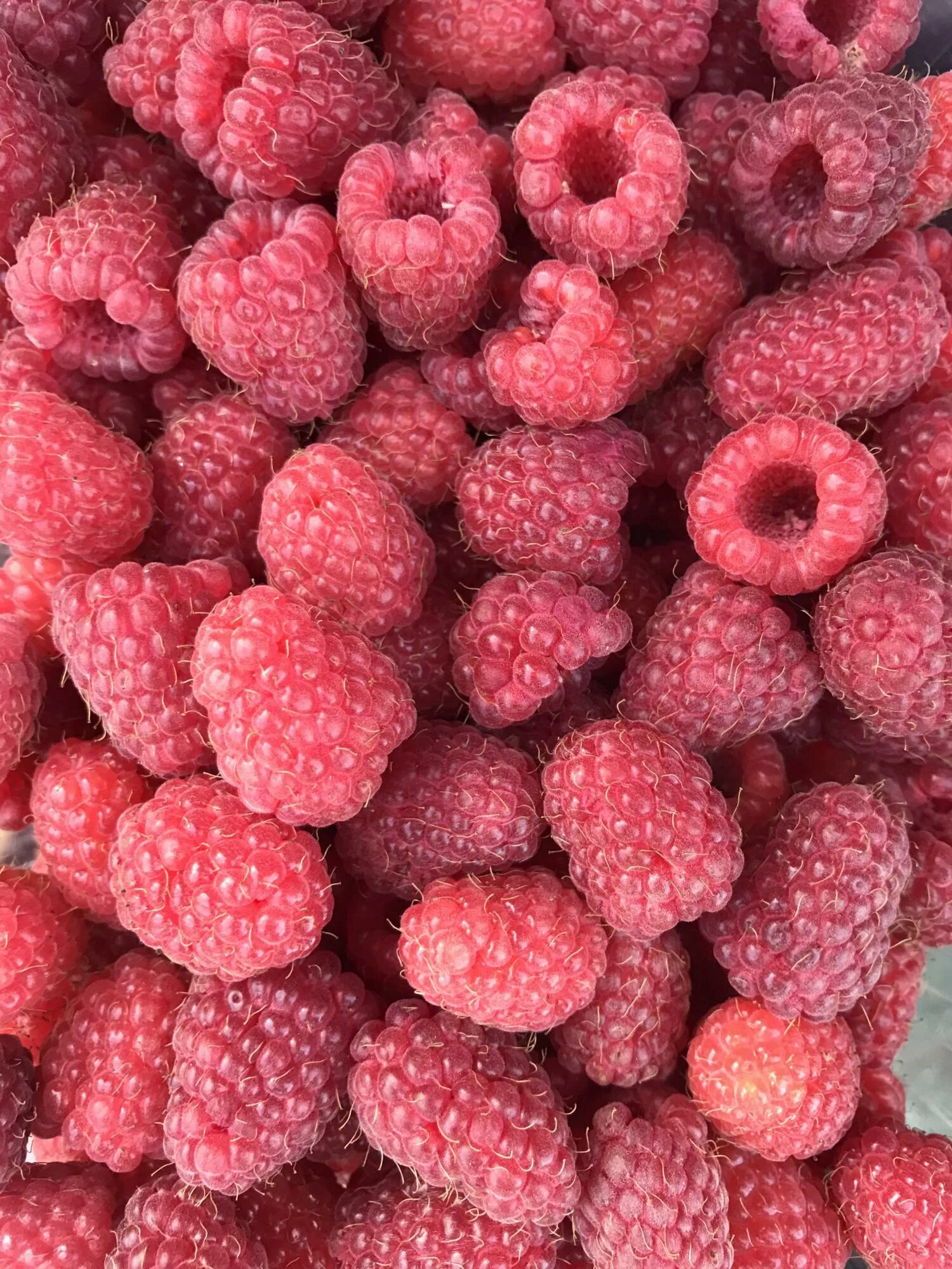 Картинки на рабочий стол фрукты и ягоды. 500 гр малины. Малина свежесобранная. Малина 125г упаковка. Малина меваси.