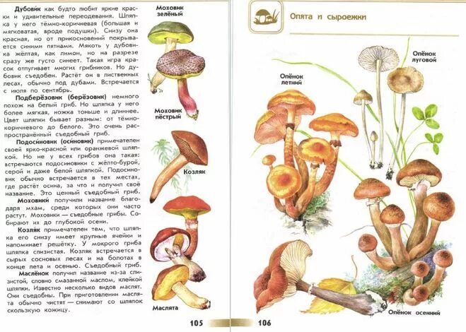 атлас определитель съедобные грибы и несъедобные грибы. атлас-определитель от земли до неба 3 грибы. съедобные грибы 2 класс окружающий мир атлас. атлас-определитель от земли до неба 2 класс съедобные грибы. съедобные грибы 2 класс окружающий мир атлас.