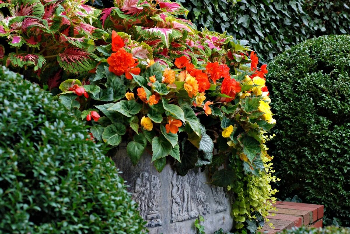 Выращивание бегонии. Бегония вечноцветущая садовая. Выращивание бегонии. Бегония клубневая луковицы. Бегония клубневая махровая.