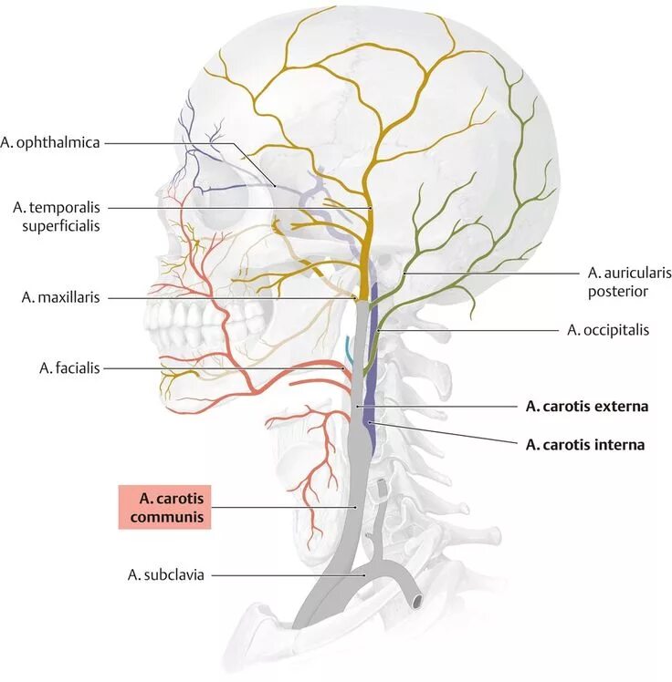 A.Carotis externa анатомия. A Carotis interna и externa. Arteria Carotis externa ветви. Передние ветви arteria Carotis externa.