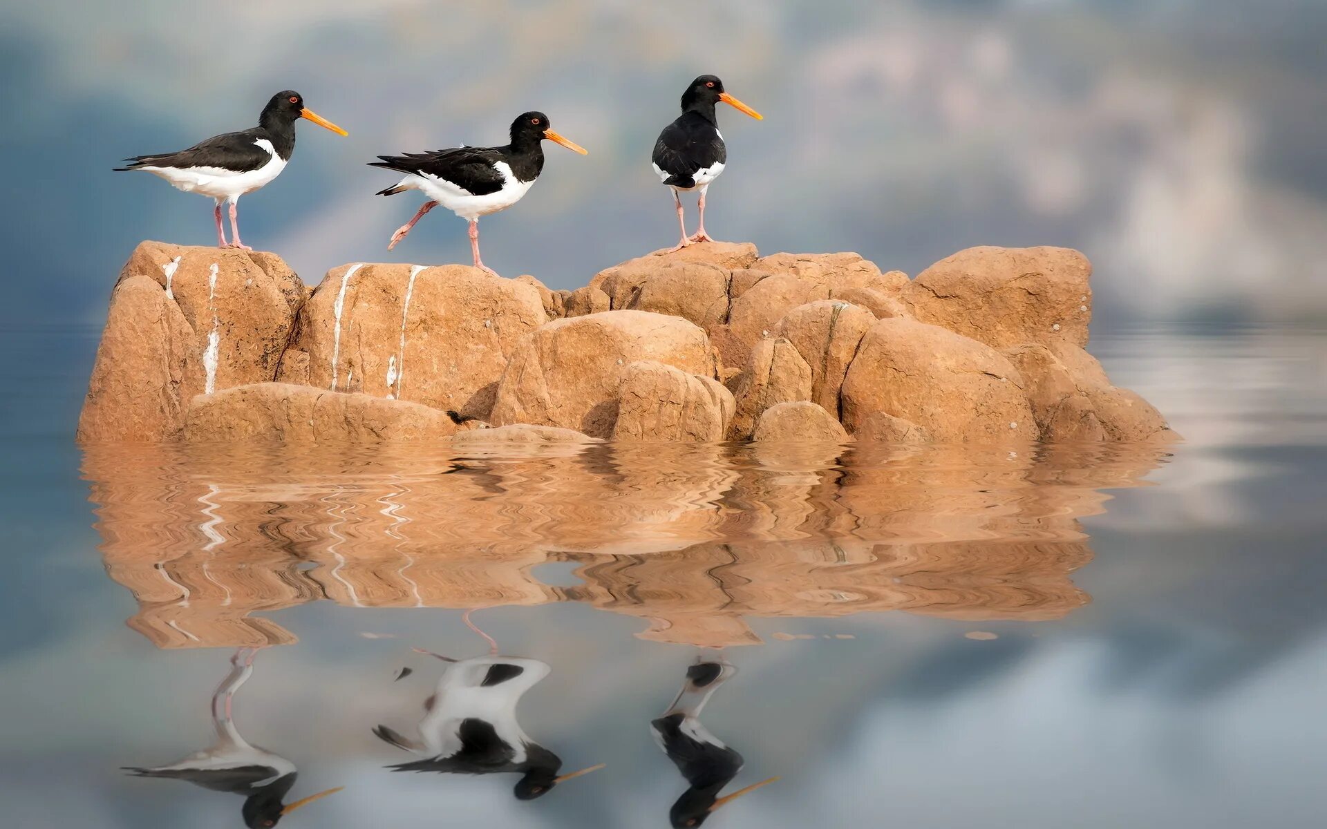 Природа птицы. Водопой для птиц. Отражение птиц в воде. Птицы Кипра.