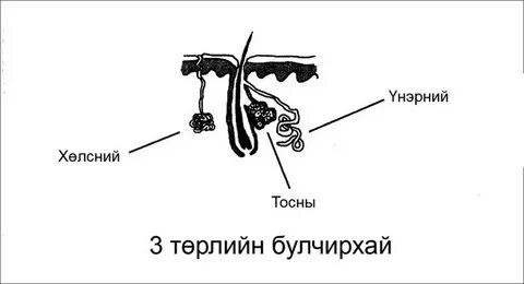 Пахучая железа у млекопитающих