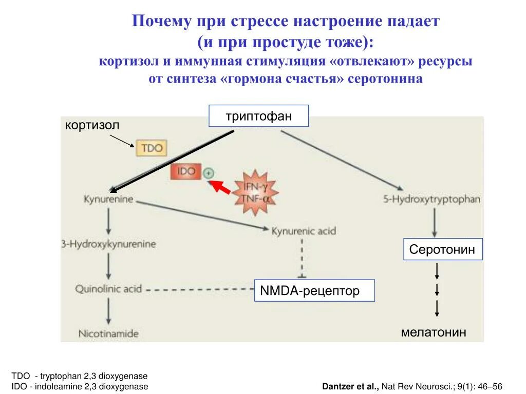 Функции гормона мелатонина. Биохимия серотонина и дофамина. Серотонин и кортизол. Адреналин дофамин и серотонин. Кортизол рецептор гормона.
