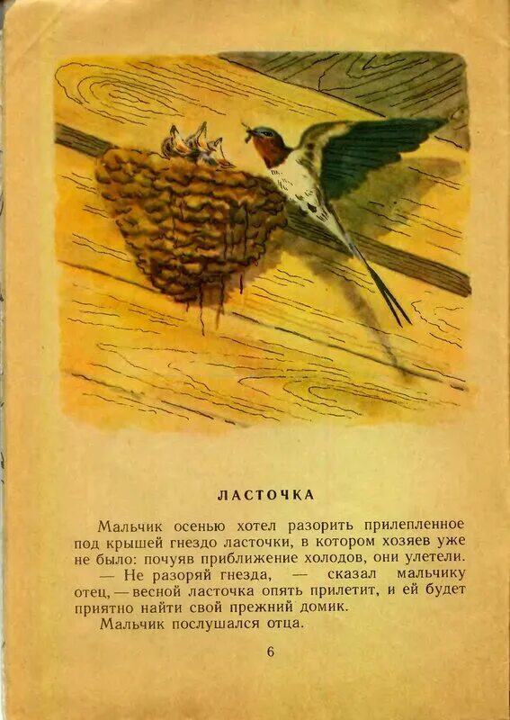 под крышей было гнездо ласточки текст. изложение ласточки. под крышей было гнездо ласточки текст. под крышей было гнездо ласточки текст. мальчик хотел разорить гнездо.