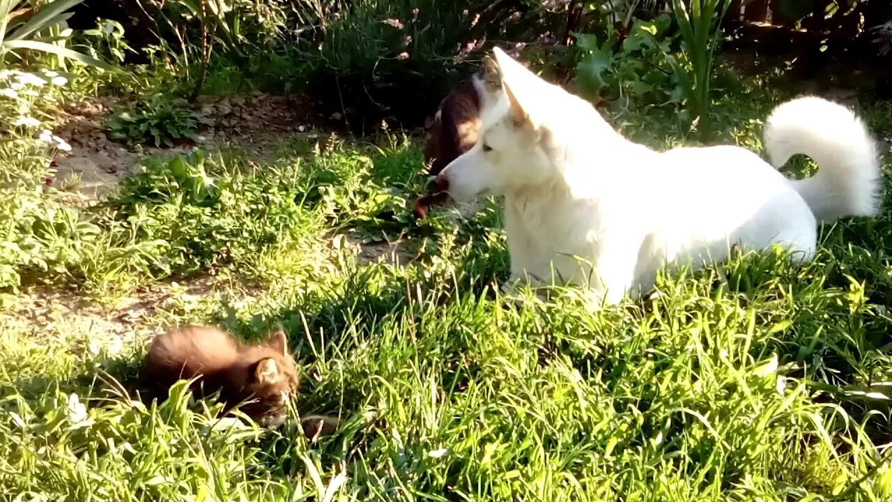 Включить котенка лайка и котика. Котенка лайка. Фото котенка лайка. Видеоролик про котёнка лайка. Ролики кота лайка.