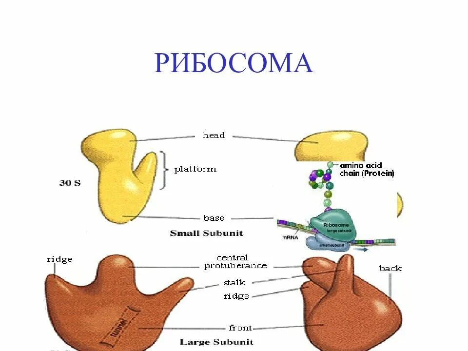 Рибосома процесс впр. Рибосомы строение рисунок. Схема строения рибосомы. Строение рибосомы. Рибосомы схематический рисунок.