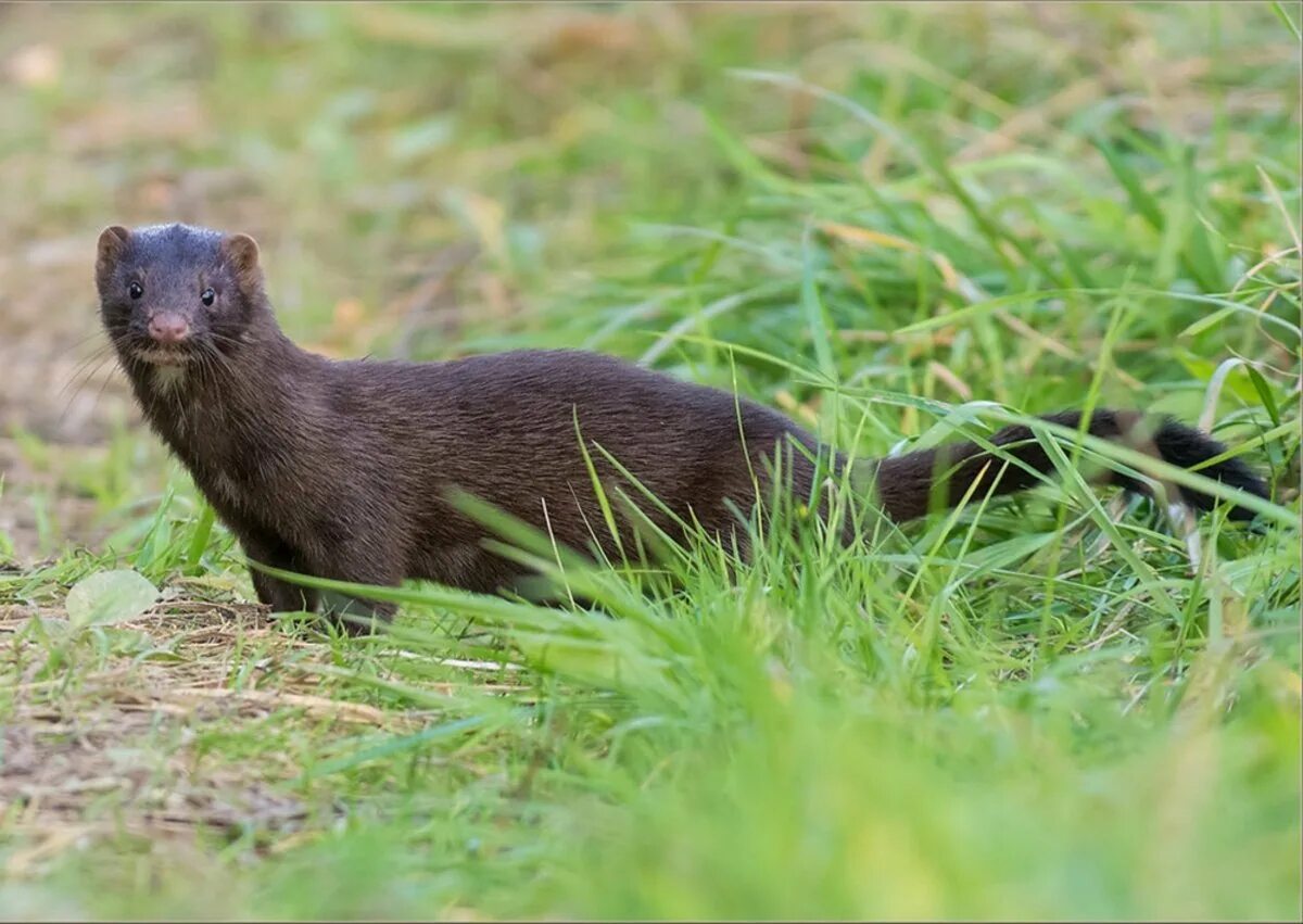американская норка (mustela vison). баргузинский соболь домашний. европейская норка (mustela lutreola). ондатра хорек выдра. северная европейская норка.