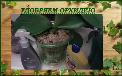 Чем подкормить орхидею