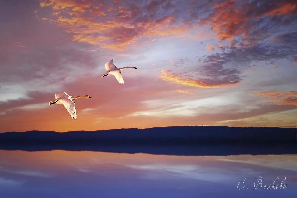 Лебеди в небе. Два лебедя в небе. Птицы над озером. Полет лебедя. Полет белых лебедей