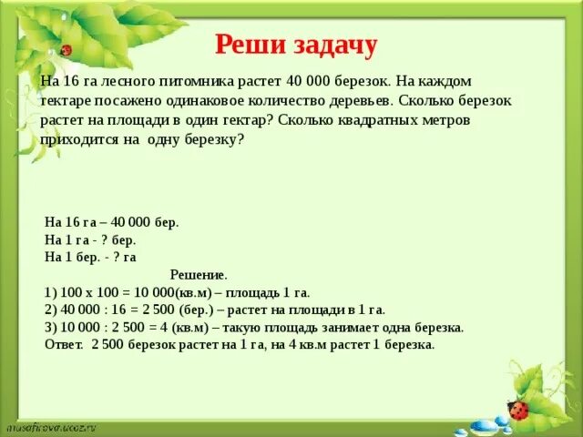 Сколько деревьев на гектаре. Сколько деревьев на гектаре