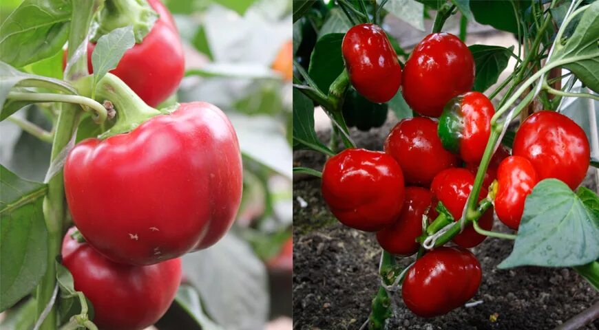 Перец сладкий бычье сердце. Агрономия перец. Урожайный огород с татьяной щедриной. Перец сладкий бабушкина грядка. Урожайный огород перцы.