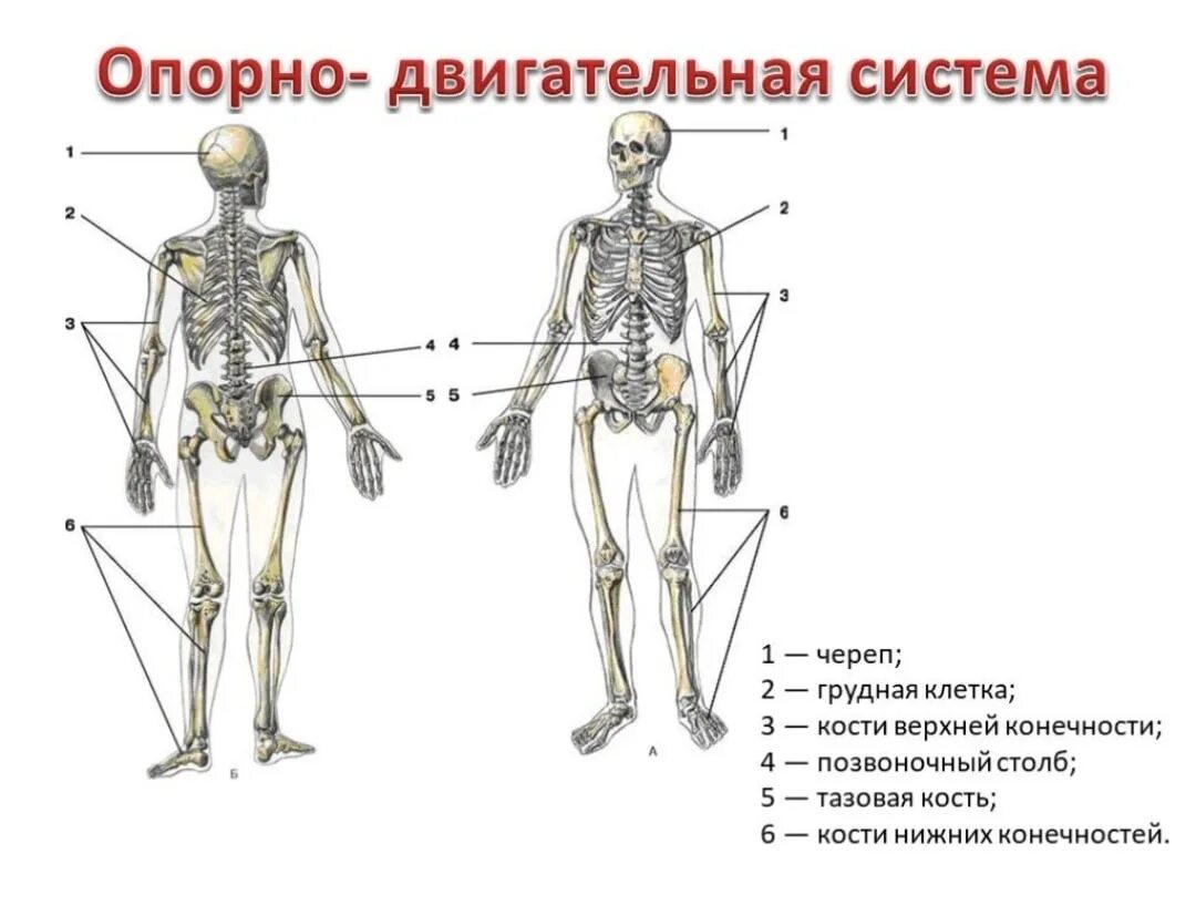 Опорно двигательный аппарат. Схема функции опорно двигательной системы. Системы органов человека опорно двигательная система. Опорно-двигательная система человека строение кости. Опорно двигательная система нижних конечностей.