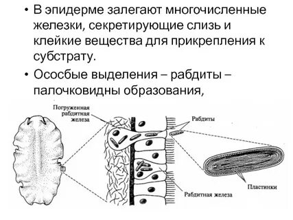 Стенки тела плоских червей образованы